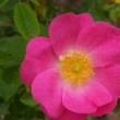  Rosa 'Anne of Geierstein' est un hybride de rubiginosa non remontant.