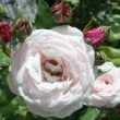 Photo de la rose 'Annie Vibert' 