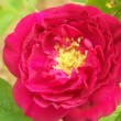  Rosa 'Anthony Waterer'  est un hybride de rugosa non remontant.