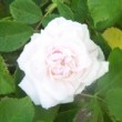 Rosa 'Antonia d'Ormois' est un rosier ancien gallique.La floraison n'est pas remontante.