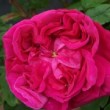 Rosa 'Ardoisée de Lyon' est un rosier ancien.La floraison est remontante. 