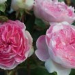 La rose 'Aristide Briant' est une rose ancienne, un rosier ancien hybride de wichuraiana.