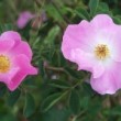 Ce qui suit est une description du genre Rosa. C'est un arbuste sarmenteux et épineux, au port variable, dressé, rampant, grimpant.