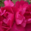 La rose 'Assiniboine' est un rosier vigoureux au port buissonnant. C'est un rosier hybride de suffulta. 