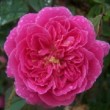 La rose 'Asta von Papart' est une rose ancienne. C'est un rosier multiflore, vigoureux et au port grimpant.