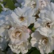 La rose 'Astra Desmond' est un rosier issu de Rosa laevigatae. C'est un rosier très vigoureux dont le port est grimpant. La floraison est non remontante. 