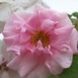  Rosa 'Auguste Roussel'  est un hybride de macrophylla non remontant.