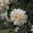 Rose 'Aviateur Blériot'