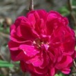 La rose 'Avocat Duvivier' est une rose ancienne. C'est un rosier hybride remontant dont le port est grimpant.
