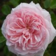  Rosa 'Awakening'  est un hybride de wichuraiana remontant.