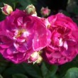 Rosa 'Baby Faurax' est un rosier polyantha.