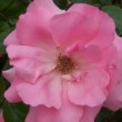  Rosa 'Bantry Bay' est un grimpant grandes fleurs remontant.
