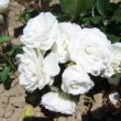 La rose 'Baronne de Vivario' est une rose ancienne. C'est un rosier polyantha. 