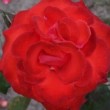  Rosa 'Barricade' est un grimpant grandes fleurs remontant.