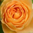 Rose 'Bataclan' en fleur