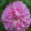 La rose 'Belle Hélène' est une rose ancienne. C'est un rosier gallique dont le port est buissonnant.
