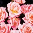 Bouquet de rose 'Belle de Londres'