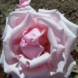 La rose 'Ben Cant' est une rose ancienne. C'est un rosier hybride remontant. La floraison est remontante.
