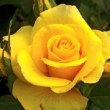 Superbe rose 'Bernard Hinault' aussi jaune que le maillot du champion