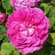  Rosa 'Bijou des Amateurs'  est un rosier gallique non remontant.