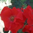 Rosa 'Bischofsstadt Paderborn' est un rosier arbustif.