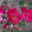 La rose 'Bishop's Rambler' est un rosier wichuraiana dont le port est vigoureux et grimpant. 