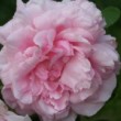  Rosa 'Blairii n° 1' est un rosier chinensis remontant.