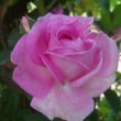 Belle fleur du rosier grimpant 'Blairii n°2' dans un jardin début mai.