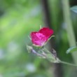 Photo d'une petite fleur