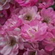 Rosa 'Blush Rambler' est un rosier ancien, multiflore.