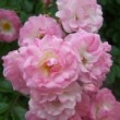 La rose 'Blushing Lucy' est une rose ancienne. C'est un rosier hybride de wichuraiana, vigoureux ayant tendance à grimper.