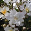 Inflorescence du rosier 'Bobbie James' 