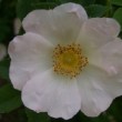  Rosa 'Bonnie Prince'  est un hybride de multiflora non remontant.