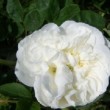 Rosa 'Botzaris' est un rosier ancien.