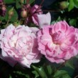 Rosa 'Bougainville' est un rosier ancien, Noisette.