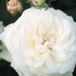 Belle rose 'Boule de Neige'
