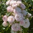 Rosier 'Bouquet Parfait' en fleur