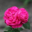 Rose du parc de l'Hay les roses