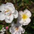  Rosa 'Brenda Colvin' est un rosier climbing non remontant.