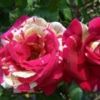 La rose 'Broceliande' est une plante vigoureuse possédant une bonne résistance aux maladies.