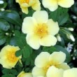 Fleurs de la rose 'Canary Bird'