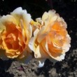 Rosa 'Cannes Festival' ou Rosa 'Cannes Festival 83' est un rosier au port érigé.