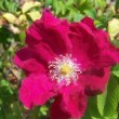 très belle rose au prénom évocateur.