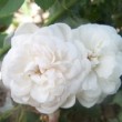 La rose 'Caroline Marniesse' est une rose ancienne, un rosier noisette. 