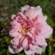 Rosa 'Cecile Brünner'.Polyantha est un rosier polyantha remontant.
