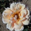La rose 'Ceres' est une rose ancienne, un rosier hybride de thé. 