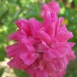 La rose 'Château de la Juvenie' est une rose ancienne, un rosier issu de Rosa roxburghii 'Plena'.