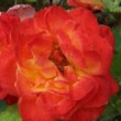 Très belle image de ' Rosa 'Chacok' 