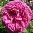 La rose 'Charles Lawson' est une rose ancienne, un rosier bourbon.