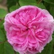  Rosa 'Charles Quint'  est un rosier centifolia non remontant.